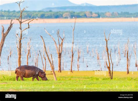 Lake Kariba Hippo Hi Res Stock Photography And Images Alamy