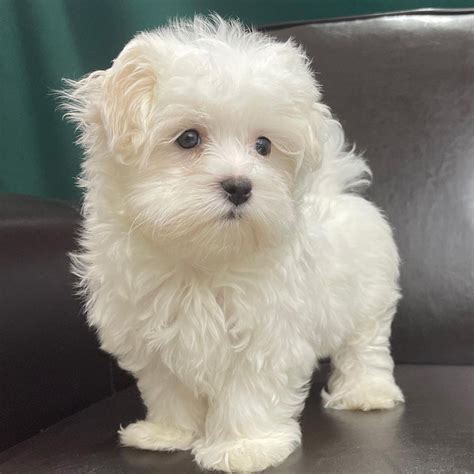 Maltese puppies for sale in Florida/maltese puppies for sale