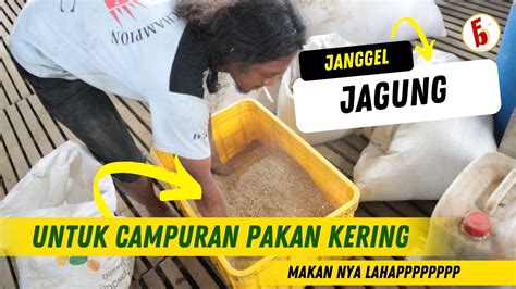 Janggel Jagung Pakan Kering Untuk Pakan Tambahan Pakan Kambing Dan