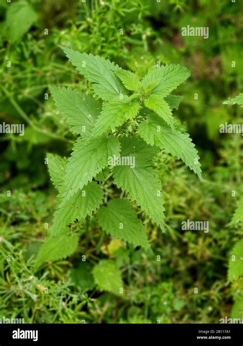 Stinging Nettle Urtica Dioica Blooming Germany Stock Photo Alamy