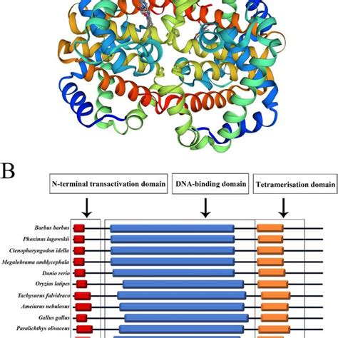 The P53 Cdna Full Length Sequence Compromising A Deduced Amino Acid