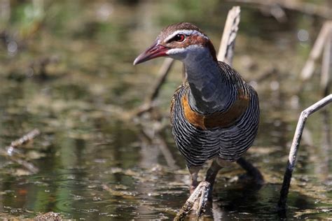 Buff-banded Rail | BirdForum