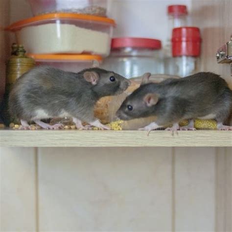 Rats In Kitchen Heres What You Should Do Expert Advice