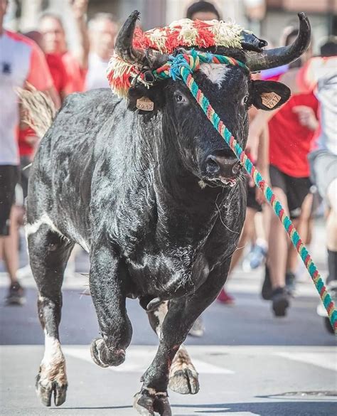 Bous al carrer suspensión en Picassent