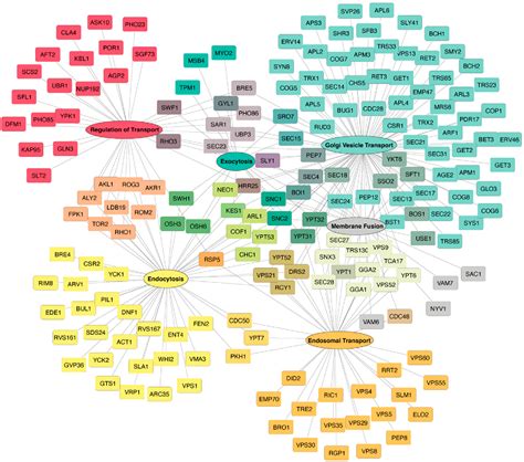 Figure From Regulation Of Protein Transport Pathways By The Cytosolic