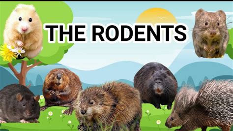 The Rodents Learn About Rodents In English For Kids Youtube