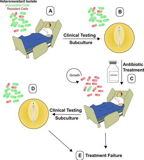 Dynamics Of Heteroresistance During Infection And Clinical