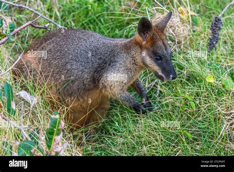 Wallaby Characteristics Hi Res Stock Photography And Images Alamy