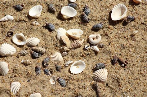 Shells Sand Beach Free Photo On Pixabay Pixabay