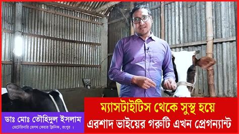 ম্যাসটাইটিস থেকে সুস্থ হয়ে গরুটি এখন প্রেগন্যান্ট এন্টিবায়োটিক