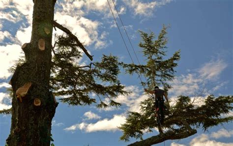 Safely Remove Your Tree With An Arborist In Auckland A1 Sure Services