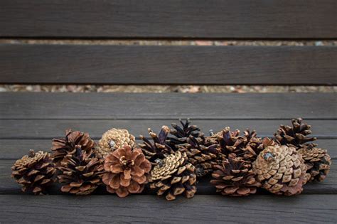 Free Stock Photo Of Group Of Pine Cones On Wooden Bench Download Free