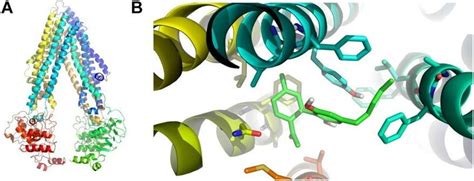 In Silico Binding Between P Gp And Cbd A Homology Model Of Human