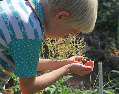 Saving Lettuce Seeds The Survival Gardener