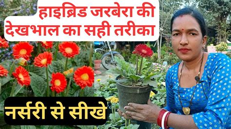 Gerbera Plant Ki Care Kaise Karen Gerbera Plant Growing Tips Best