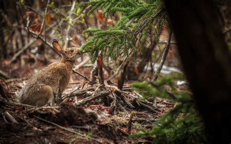 Brown rabbit, nature, forest, animals HD wallpaper | Wallpaper Flare