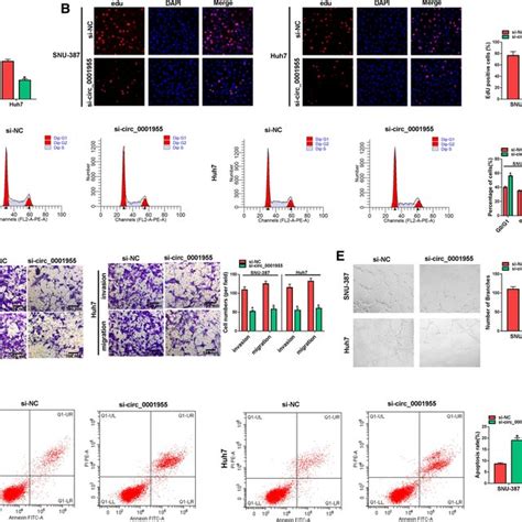 Knockdown Of Circ Suppressed Hcc Cell Progression Snu And