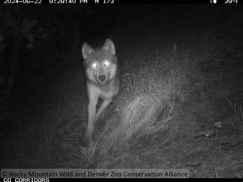 Vail Pass Camera Captures One Of Colorado’s New Wolves