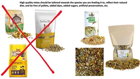 Choosing An Appropriate Hamster Food With An Introduction To Homemade