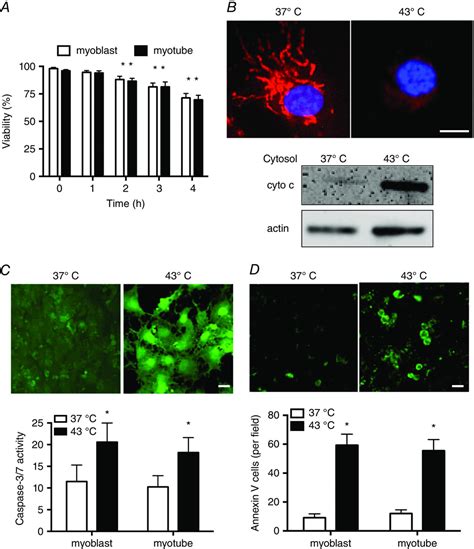 Role Of Dynaminrelated Protein Mediated Mitochondrial Fission In