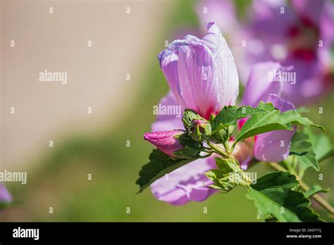 Rose Of Sharon Shrub Althea Hibiscus Syriacus Minerva Althea