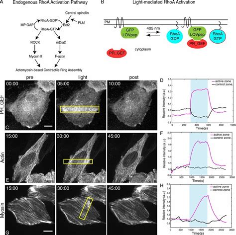 Light Mediated Activation Of Rhoa A Schematic Depicting The Pathway