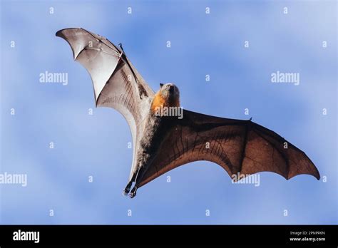 Flying Fox in Australia Stock Photo - Alamy