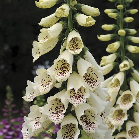 Foxglove Cream Hybrid Dalmatian F1 Bi Annual Cottage Garden Plug