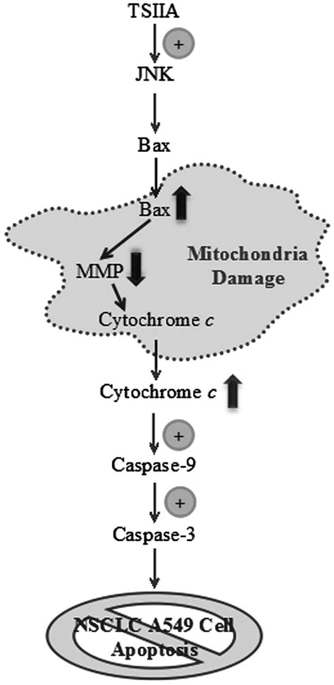 Tanshinone Iia Induces Cytochrome C Mediated Caspase Cascade Apoptosis