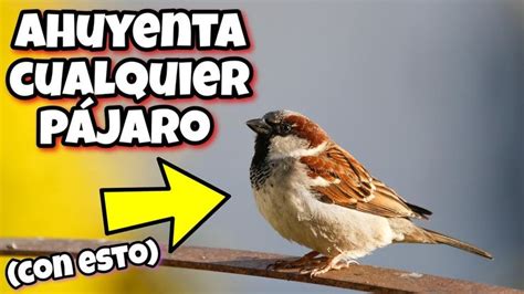 AHUYENTA cualquier PÁJARO con estos REMEDIOS Espantar pájaros de casa