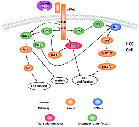 Schematic Representation Of The C Met Signaling Pathway Suggested In