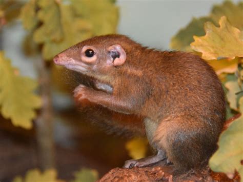 Tupaia Belangeri Northern Tree Shrew In Kaunas Zoo