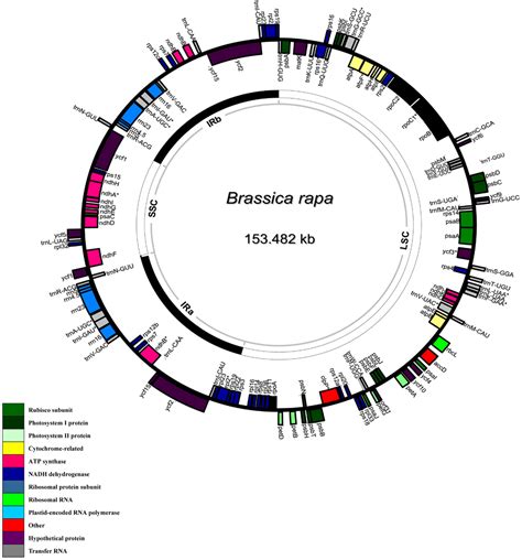 Genome, Chloroplast