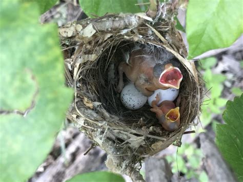 NestWatch | White-eyed Vireo nest with vireo hatchling and parasitic ...