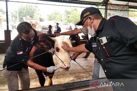 Satu Ekor Sapi Terjangkit Pmk Di Kudus Mati Antara News