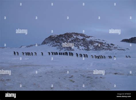 Procession Of Male Emperor Penguins Aptenodytes Forsteri Shuffling