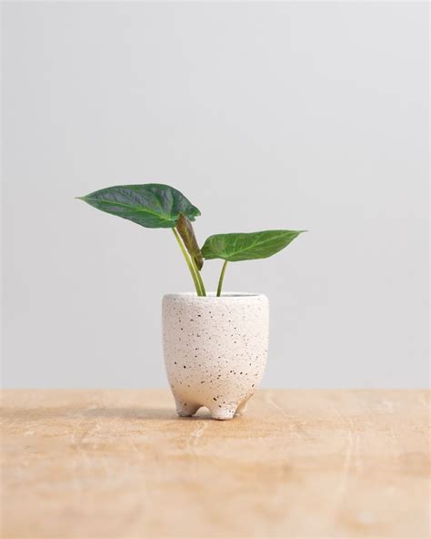 Shop Alocasia Regal Shield S online | PLNTS.com