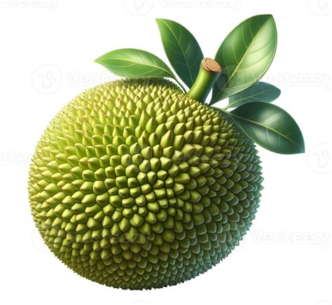 Jackfruit Jackfruit Without Background 45984319 Png