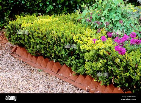 Buxus Microphylla Flower