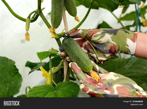 Harvesting Cucumbers. Image & Photo (Free Trial) | Bigstock