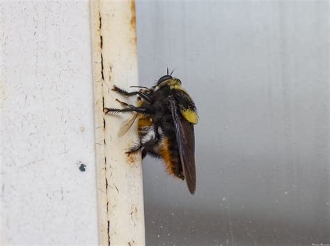 Mallophora Ruficauda Moscardón Cazador De Abejas Fotografía De Naturaleza Espacio Profundo