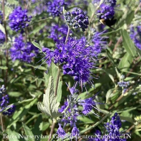 D Miscellaneous Deciduous Shrubs Caryopteris X Clan Longwood Blue