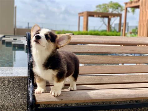 Do Corgis Have Eye Problems? Do Corgis Have Good Eyesight? - Corgi Care