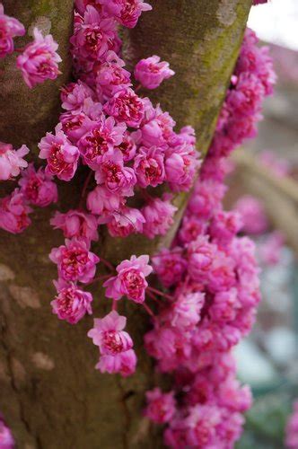 Cercis Canadensis Flame Cercis Canadensis Plena Flame Eastern