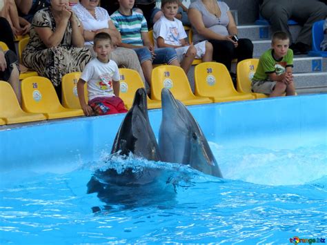 Dolphins play free image - № 25207