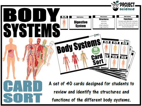 Body Systems Card Sort Teaching Resources