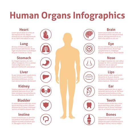 Infographic Human Body Systems