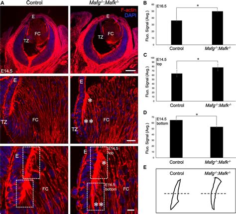 Frontiers Deficiency Of The Bzip Transcription Factors Mafg And Mafk