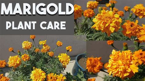 Marigold Plant Care Marigold Growing Marigold Propagation How To Marigold Youtube