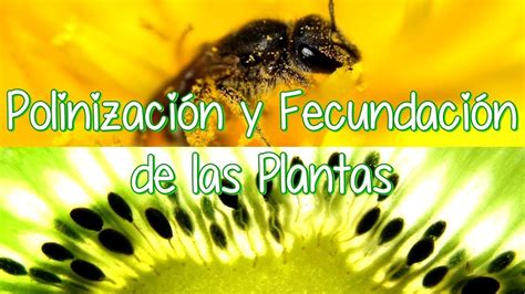 La Polinización Y La Fertilización En Las Plantas Con Flores Youtube